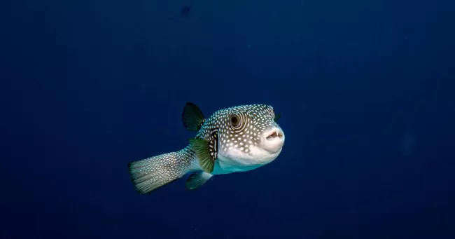 Un poisson de l'espèce "Lagocephalus sceleratus", ici photographié à Charm El-Cheikh, en Égypte, en mai 2026.