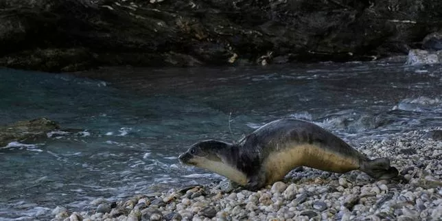 Renos-Pantelis, un phoque moine de Méditerranée âgé de 5 mois, après avoir été relâché sur une plage de la petite île de Gyaros (Grèce), en mer Egée, le 17 février 2025.