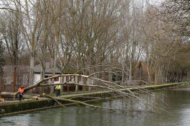Des arbres couchés sur le canal de Reims le 13 janvier 2017. Photo François Nascimbeni. AFP


