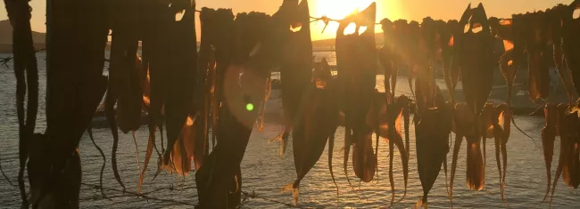 Un balcon genevois exposé plein sud serait-il capable de sécher un poulpe au soleil? © DR


