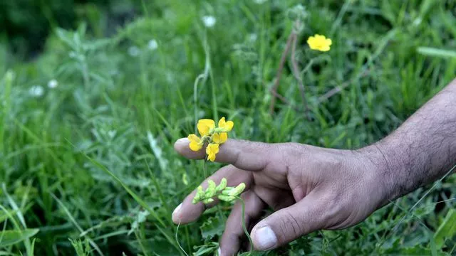 Un homme cueille une primevère officinale, près de Gramos à la frontière gréco-albanaise, le 24 mai 2018


