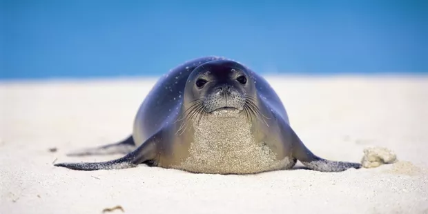 A Chypre, des phoques, des villas de luxe et un scandale: "C'est une monstruosité".