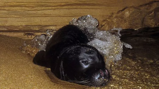 Un bébé phoque moine (monachus monachus) se repose dans une grotte marine sur la côte ouest de Chypre, le 10 novembre 2011. Photo fournie par le Département de la pêche et de la recherche marine de Chypre


