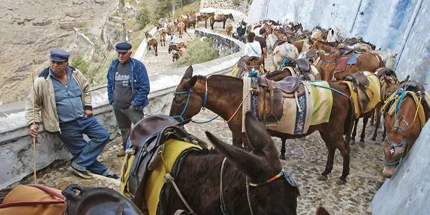 Les propriétaires tirent d'importants revenus de l'exploitation des ânes pour les touristes.@ LOUISA GOULIAMAKI / AFP


