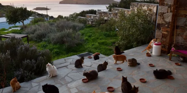 Un couple installé en Grèce cherche quelqu'un pour s'occuper de 55 chats.@ Capture d'écran Facebook


