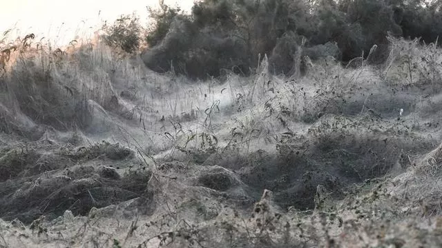 Ces araignées se distinguent par un corps particulièrement fuselé et de longues pattes et les caractéristiques de leurs toiles, tissées à l'horizontal, sans trou central


