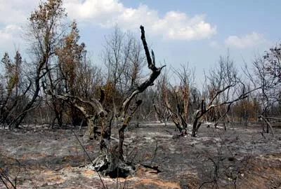 incendies megalopoli