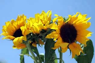 tournesol