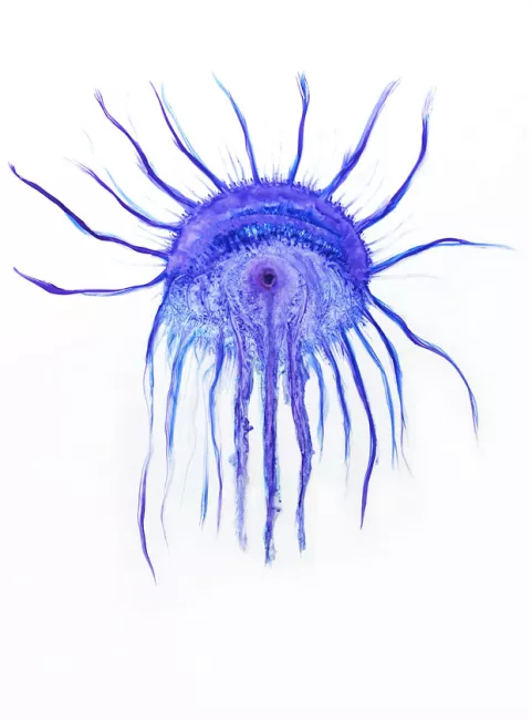 Mâkhi Xenakis, encre et aquarelle sur calque, 115x100 cm, 2015