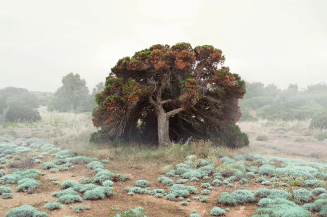 Petros Koublis, photographies