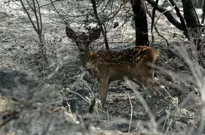 Cerf rouge du Parnès